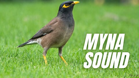 Myna Bird Calling Sound | Myna Sparrow Sound | Kingdom Of Awais