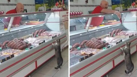 Hungry Kitten Gets An Awesome Treat From The Butcher