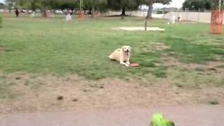 at the dog park