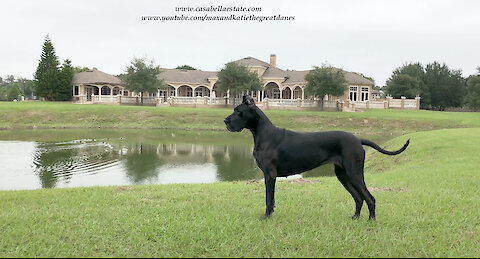 Beautiful Playful Adopted Black Great Dane Was Too Short To Be A Show Dog