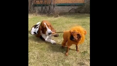 Cute dog video | cute animal funny video | funny video the dog