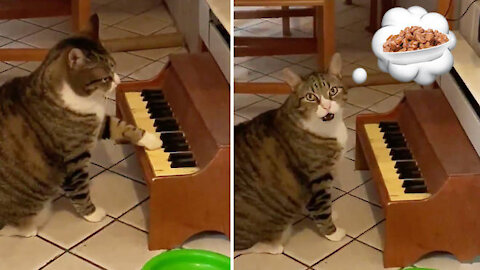 Music loving cat determined to learn how to play piano