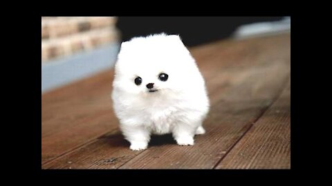 Baby Dogs Cute - Smart Mini Pomeranian and Funny Dogs Videos