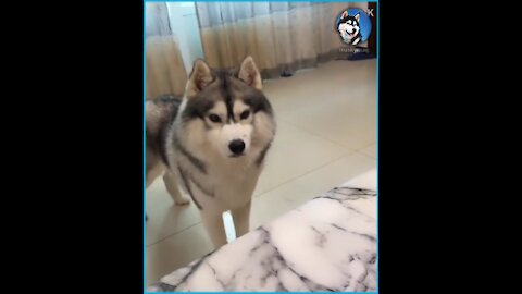 Jealous husky finds out he is not the favorite child