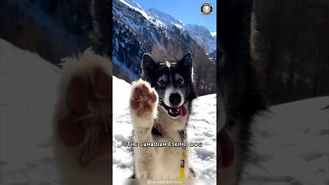 Canadian Eskimo Dog 🐺 The Arctic Guardians Of The North