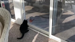 Gato e pássaro brincam juntos através de vidro