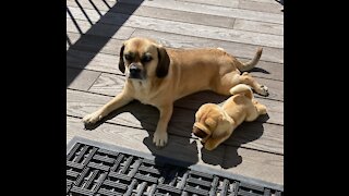 Puggle and her stuffie puppy