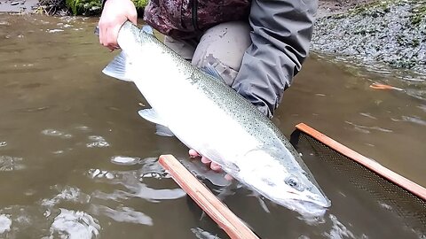 Spinners, Spoons, Plugs & More! Steelhead Fishing Tips & Tricks.