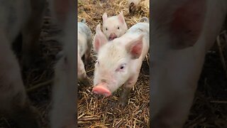 Curious Little Piggies @UncleTimsFarm #kärnəvór #carnivore #shorts #hereford #freerangepigs