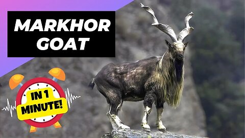Markhor Goat - In 1 Minute! 🐐 One Unique Animal You Have Never Seen | 1 Minute Animals