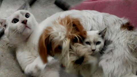 Funny moment of a dog and cat