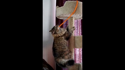 Leia Climbing After String