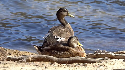 CatTV: 2 ducks cleaning peacefully on shore