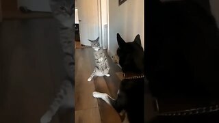 Cat vs. Dog funny animals