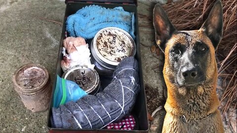 Reef the Belgian Malinois begins Human Remains Detection (HRD) Training (Imprinting)