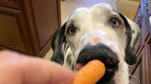 12 Year Old Great Dane Teaches Puppy How To Crunch Carrots - Fast Foodie Veggie Cam