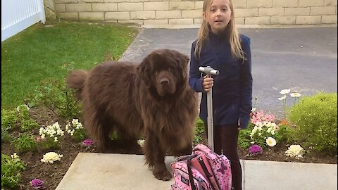 Girl and her giant pup attempt to go to school together