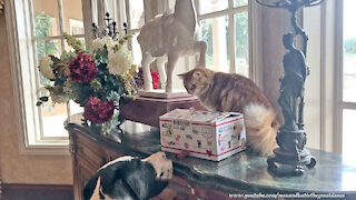 Happy Cat Shows Great Danes His Birthday Gifts From Fairy Godmother