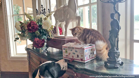 Happy Cat Shows Great Danes His Birthday Gifts From Fairy Godmother