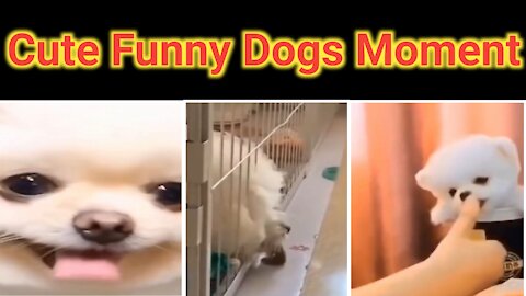 Cute Funny Dogs Movment