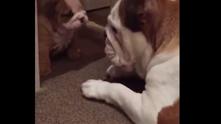 Fearless puppy plays with adult Bulldog