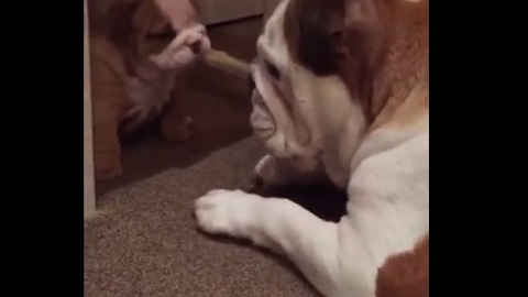 Fearless puppy plays with adult Bulldog