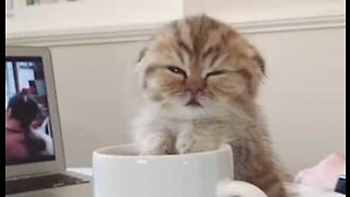 Cutest sleepy kitten holds on to cup of coffee