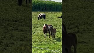 Ponies in Amish country, mother and foal