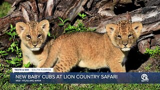 Lion Country Safari introduces new baby lion cubs