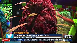 Giant bong, huggable buds: Marijuana museum opens in Vegas