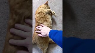 The Floofiest Cat in the World 🐈 #catvideos