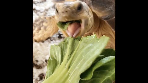 Tortoise doesn't eat lettuce, she attacks it!