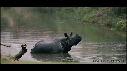 The #Wildlife of Asia The Wildlife of Nepal #Asia