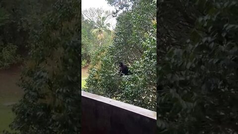 Macaco no Campus da UEL