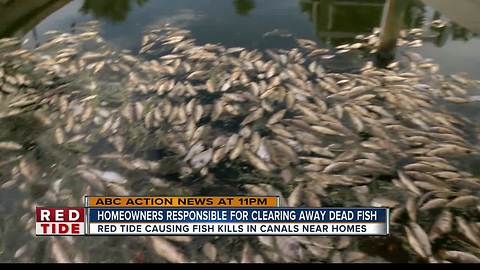 Homeowners tired of dead fish from red tide clogging Manatee County canals