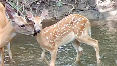 Mother Deer Cleaning Her Fawn in a Stream