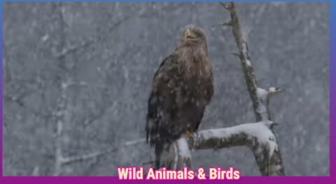 Wild animals and birds