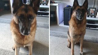 German Shepherd hilariously reacts to classic song lyrics