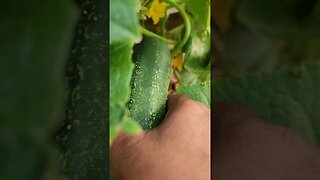 our first Cucumber!