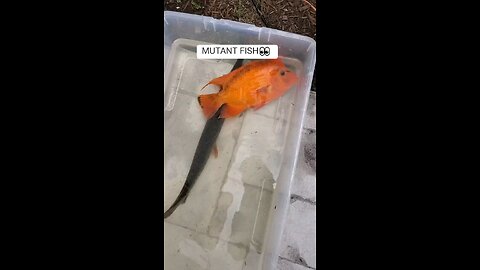 Mutant Fish