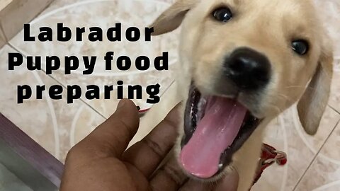 Labrador puppy food || how to feed a Labrador puppy 62 days #labrador