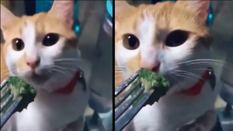 Silly kitten tries broccoli for the first time