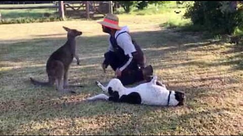 Conheça Jess, o canguru que pensa que é um cão