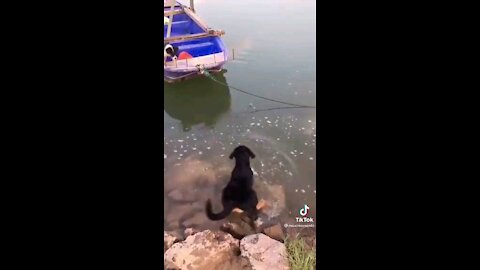 Dog helps other dog get down from a boat