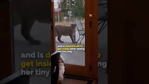 Fearless Tiny Dog Stares Down Cougar at Northern Colorado Home 😨