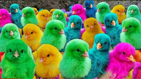 World Cute Chickens, Colorful Chickens, Rainbows Chickens, Cute Ducks, Cat, Rabbits, Cute Animals