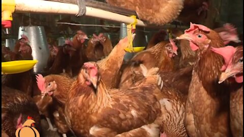 How to Start a Chicken Farm Business - Poultry