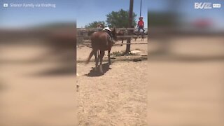 Pequeno cowboy dorme em cima de cavalo durante competição