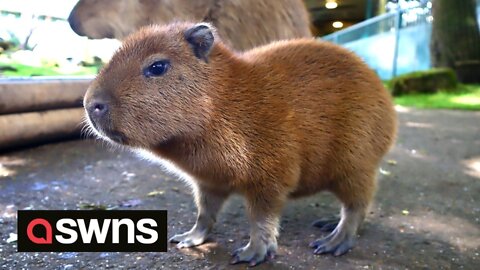 Baby capybara born months after parents had romantic Valentine’s meal