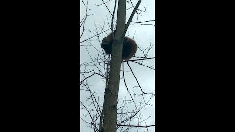 Woodchuck In A Tree